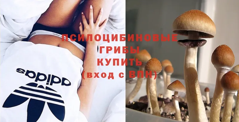 Галлюциногенные грибы Psilocybine cubensis  darknet Telegram  Калининец 